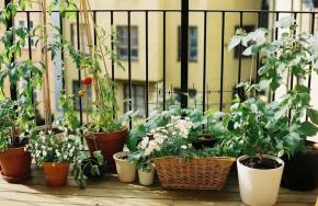 Jak si vytvoit zimn zahradu v byt